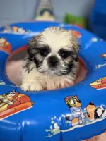 Jace, a male Shih Tzu for sale in Mobile, AL – 6 of 7