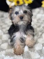 Sailor, a male Yorkshire Terrier for sale in Grand Bay, AL – 5 of 6