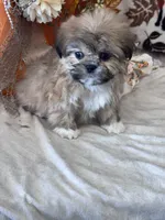 Loaf, a male Shih Tzu for sale in Grand Bay, AL – 2 of 4