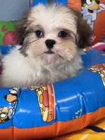 Zella, a female Shih Tzu for sale in Mobile, AL – 2 of 4