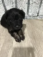 Phantom, a male Schnoodle for sale in Mobile, AL – 2 of 5