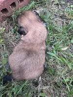 Fanny, a female Shih Tzu for sale in Mobile, AL – 5 of 5