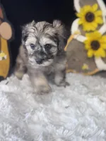 Merlot, a female Schnoodle for sale in Grand Bay, AL – 3 of 5
