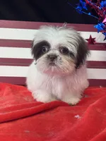 Jiggy, a male Shih Tzu for sale in Mobile, AL – 4 of 7