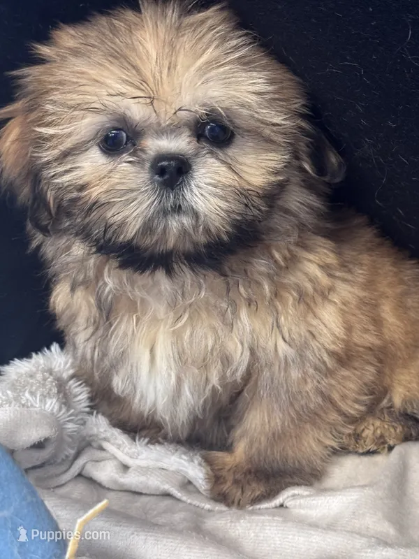 Hubble – Shih Tzu puppy for sale in Mobile, AL