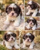 Kaden, a male Shih Tzu for sale in Mobile, AL – 1 of 1