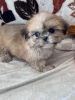Lolly, a female Shih Tzu for sale in Grand Bay, AL – 4 of 6