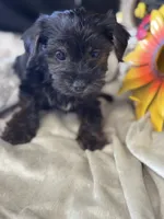 Rog, a male Yorkshire Terrier and Poodle - Toy  for sale in Grand Bay, AL – 1 of 5