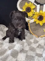 Nettie, a female Miniature Schnauzer for sale in Grand Bay, AL – 3 of 4