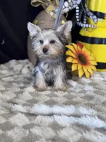 Sir Sly, a male Yorkshire Terrier for sale in Grand Bay, AL – 3 of 5