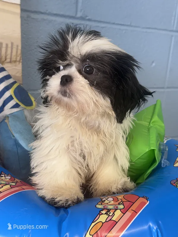 Della – Shih Tzu puppy for sale in Mobile, AL