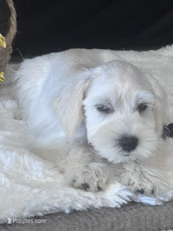 River  – Miniature Schnauzer puppy for sale in Mobile, AL