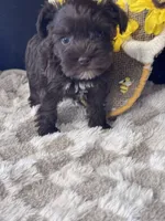 Nettie, a female Miniature Schnauzer for sale in Grand Bay, AL – 4 of 4