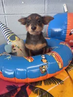 Sassy Frassy, a female Chihuahua for sale in Mobile, AL – 5 of 6