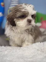 Joffery, a male Shih Tzu for sale in Mobile, AL – 2 of 6
