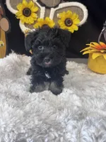 Schnuggles, a female Schnoodle for sale in Grand Bay, AL – 4 of 5