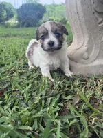 Keyson, a male Maltipoo for sale in Mobile, AL – 2 of 3