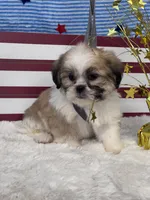 Avi, a male Shichon for sale in Mobile, AL – 4 of 4