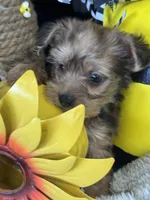 Horas, a male Yorkshire Terrier and Poodle - Toy  for sale in Grand Bay, AL – 5 of 5