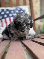 Blue, a male Poodle - Miniature  for sale in Mobile, AL – 3 of 4