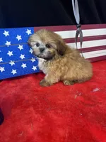 Damoen , a male Shih Tzu for sale in Mobile, AL – 4 of 4