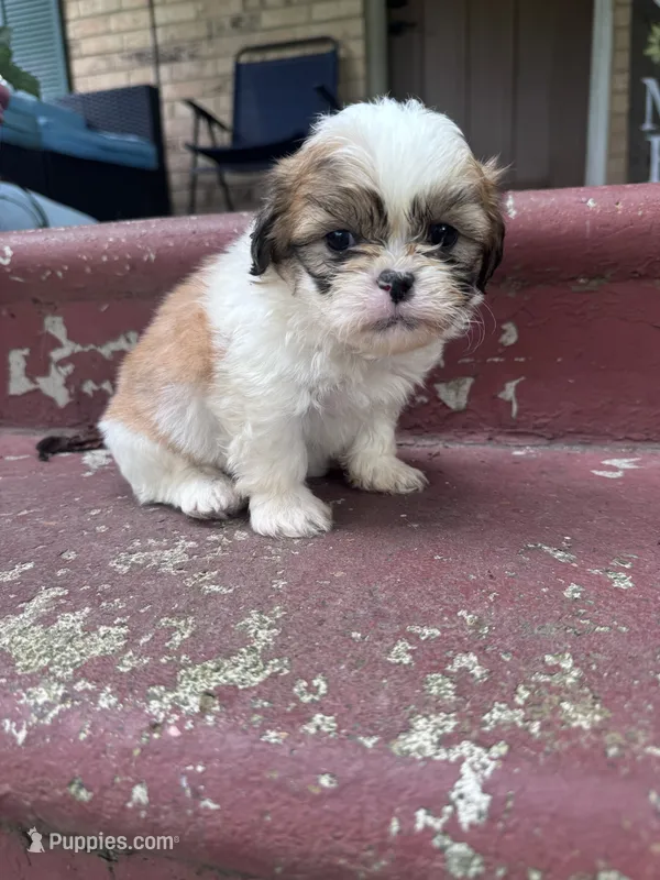 Bustelo – Shichon puppy for sale in Mobile, AL