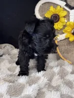 Black Cherry, a female Miniature Schnauzer for sale in Grand Bay, AL – 3 of 5