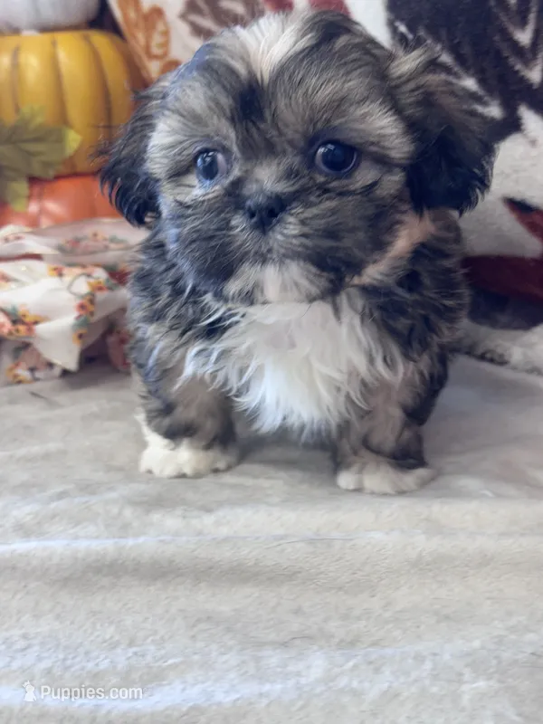 Whiskey – Shih Tzu puppy for sale in Grand Bay, AL