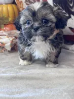 Whiskey, a male Shih Tzu for sale in Grand Bay, AL – 1 of 5
