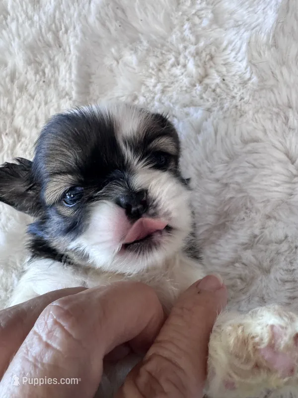 Tonks – Shih Tzu puppy for sale in Mobile, AL