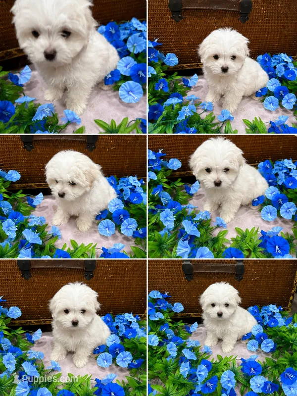 Girasol – Maltese puppy for sale in Mobile, AL