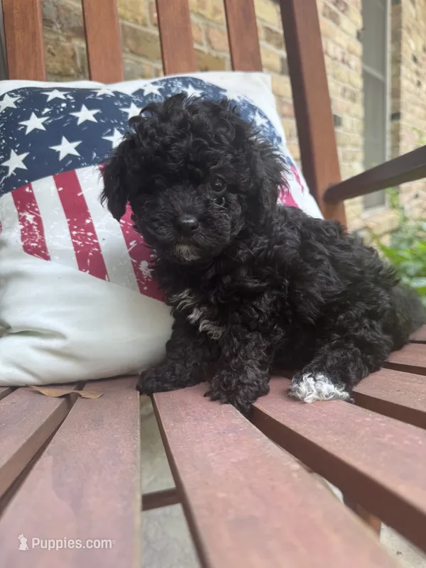 Little Darby – Poodle - Toy  puppy for sale in Mobile, AL