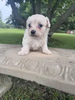 Fauna, a female Maltipoo for sale in Mobile, AL – 4 of 4