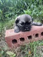 Happy, a male Shih Tzu for sale in Mobile, AL – 3 of 7