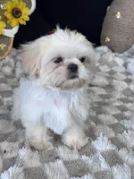 Knight, a male Shih Tzu for sale in Grand Bay, AL – 4 of 6