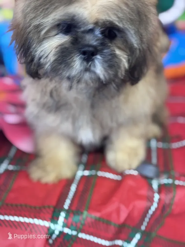 Daemon – Shih Tzu puppy for sale in Mobile, AL