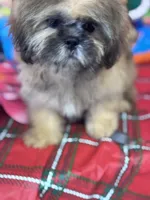 Daemon, a male Shih Tzu for sale in Mobile, AL – 1 of 7