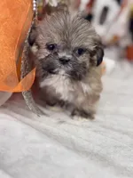 Peanut, a male Shih Tzu for sale in Grand Bay, AL – 3 of 5