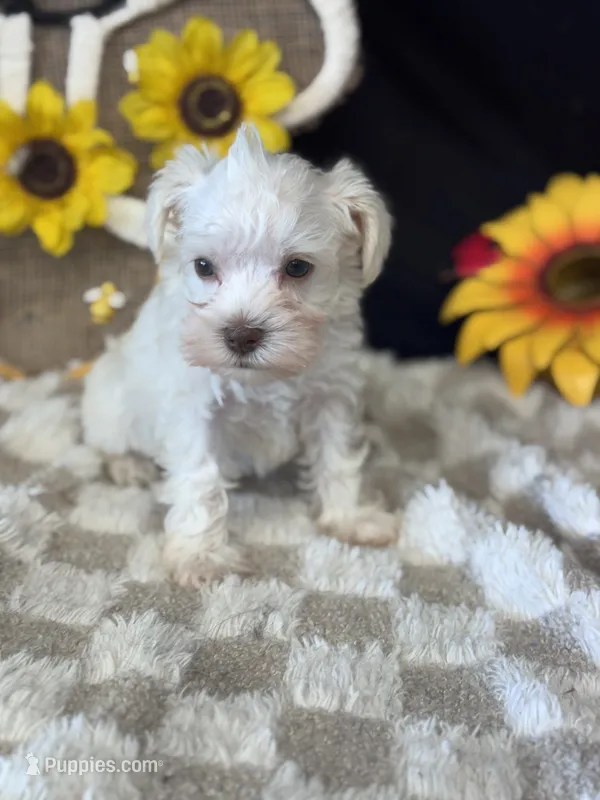 Dobby – Miniature Schnauzer puppy for sale in Grand Bay, AL