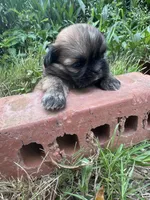 Fanny, a female Shih Tzu for sale in Mobile, AL – 4 of 5