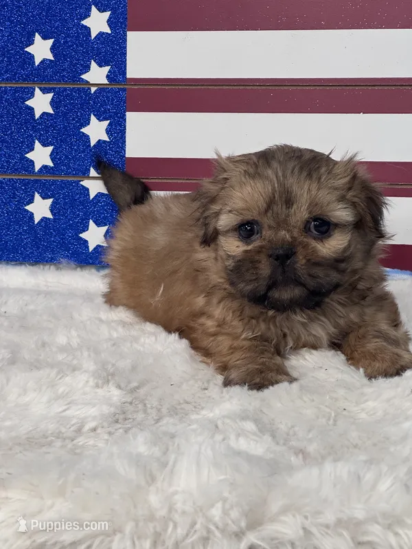 Dusty  – Shih Tzu puppy for sale in Mobile, AL