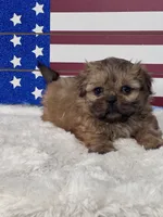 Dusty , a male Shih Tzu for sale in Mobile, AL – 1 of 3