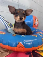 Sassy Frassy, a female Chihuahua for sale in Mobile, AL – 4 of 6