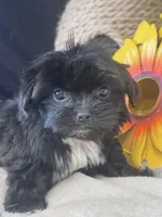 Ellie, a female Pekingese and Shih Tzu for sale in Grand Bay, AL – 1 of 6