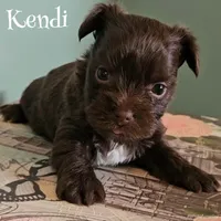 Kendi, a male Yorkshire Terrier for sale in Grand Bay, AL – 4 of 4