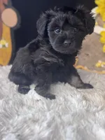 Phantom, a male Schnoodle for sale in Grand Bay, AL – 1 of 5