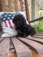 Little Darby, a male Poodle - Toy  for sale in Mobile, AL – 2 of 3