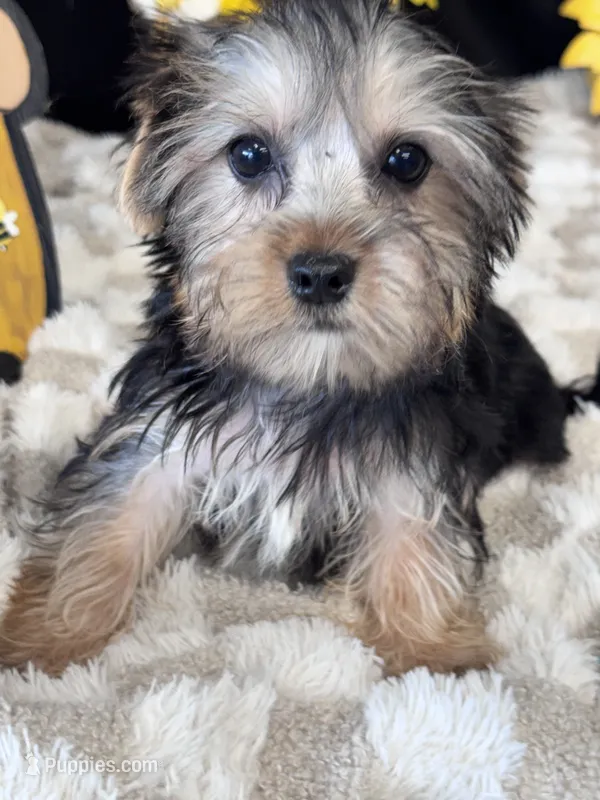 Sailor – Yorkshire Terrier puppy for sale in Grand Bay, AL