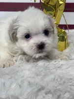 Eclipse, a female Mal Shi for sale in Mobile, AL – 2 of 4