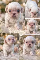 Laden, a male Shih Tzu for sale in Mobile, AL – 1 of 1